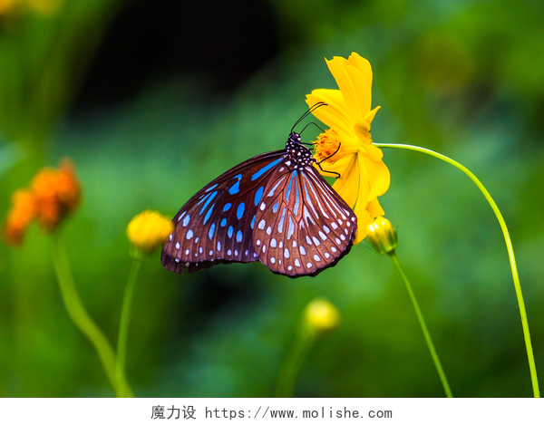 在花朵上的蝴蝶特写镜头美丽的蝴蝶在花朵上.